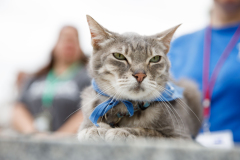 May 24, 2022: Service Animal Appreciation Day