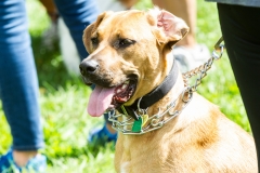 August 25, 2019: Senators Katie Muth and Andy Dinniman joined animal advocates in Upper Merion yesterday for a rally to promote passage of “Victoria’s Law” that would prohibit the sale of dogs or cats in pet shops in an attempt to close puppy mills in Pennsylvania.