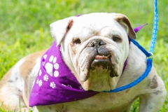 August 25, 2019: Senators Katie Muth and Andy Dinniman joined animal advocates in Upper Merion yesterday for a rally to promote passage of “Victoria’s Law” that would prohibit the sale of dogs or cats in pet shops in an attempt to close puppy mills in Pennsylvania.